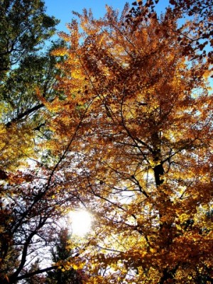 14年の秋分の日はいつ 意味や日にちが変わるのはなぜ なにそれ倶楽部