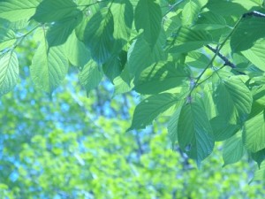 初夏の候の意味 時期はいつ 季語を使った挨拶や結びの例文 なにそれ倶楽部