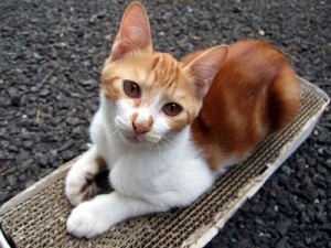 猫の毛やひげ 歯や爪の生え変わり時期や周期はそれくらい なにそれ倶楽部