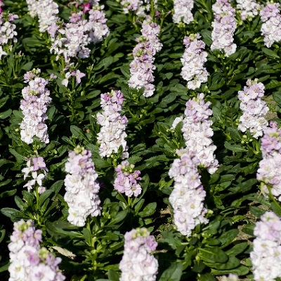 50 素晴らしいストック 花 育て 方 最高の花の画像