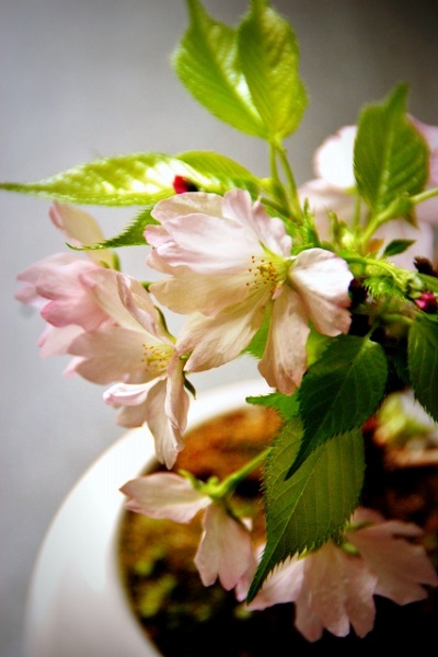 桜の盆栽の画像