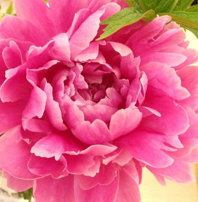 シャクヤクの花の画像