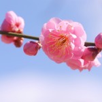 梅の育て方！植え付けや剪定時期、アブラムシが付いた時の対処法