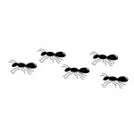 蟻が大量発生する原因！家の中で発生した場合の対処法