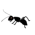 赤蟻や黒蟻の種類！赤い蟻による害や駆除方法は？