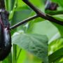 なすが変色する原因は？食べられるの？変色を防止する４つの方法