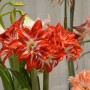 アマリリスの育て方は土や肥料より冬が大事！？植え替え方法は？